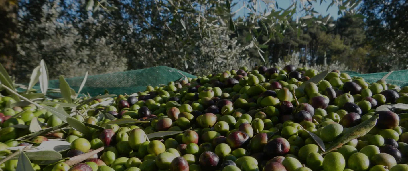 Olio extra vergine made in Italy
